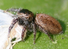 Evarcha hoyi