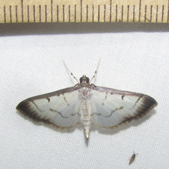 Palpusia fulvicolor