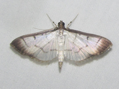 Palpusia fulvicolor