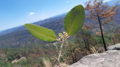 Cercocarpus macrophyllus