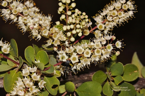 Terminalia prunioides (Terminalia prunioides)