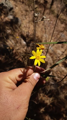 Aldama goldmanii