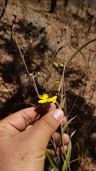 Aldama goldmanii