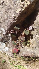 Heuchera mexicana mexicana