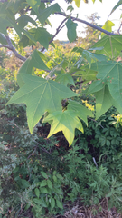 Liquidambar styraciflua