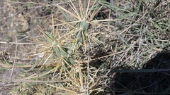 Cylindropuntia davisii