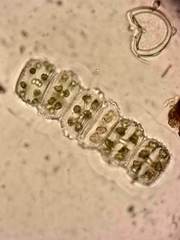 Desmidium grevillei