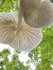 Radicatae