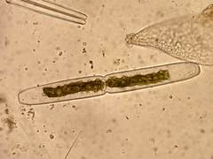 Haplotaenium minutum