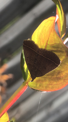 Zanclognatha obscuripennis