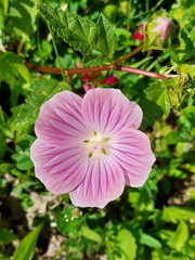 Malope malacoides