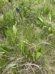 Wyethia amplexicaulis