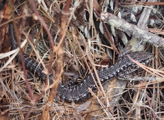 Elgaria coerulea coerulea