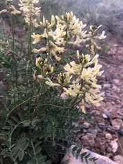 Astragalus eremiticus