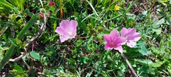 Malope malacoides