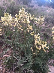 Astragalus eremiticus