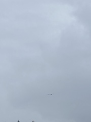 Leucophaeus pipixcan