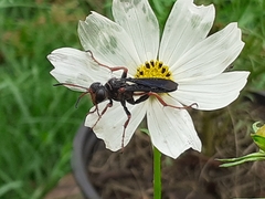 Isodontia exornata