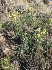 Astragalus eremiticus