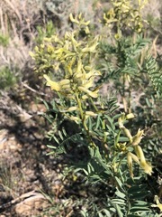 Astragalus eremiticus