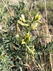Astragalus eremiticus