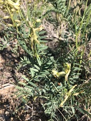 Astragalus eremiticus