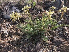 Astragalus eremiticus