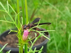 Isodontia exornata