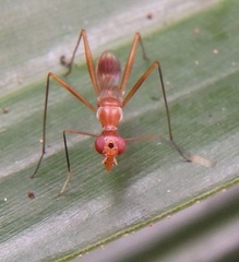 Micropezidae