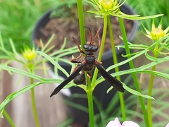 Isodontia exornata