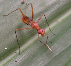 Micropezidae