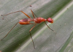 Micropezidae