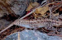 Sceloporus utiformis