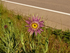 Tragopogon mirus