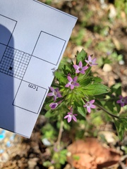 Collomia heterophylla