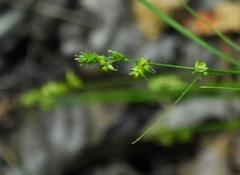 Carex atlantica