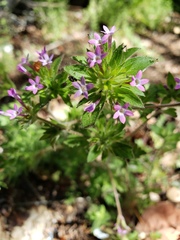 Collomia heterophylla