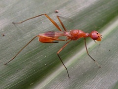 Micropezidae