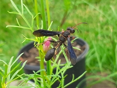 Isodontia exornata