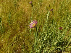 Tragopogon mirus
