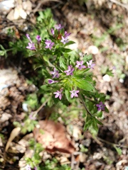 Collomia heterophylla