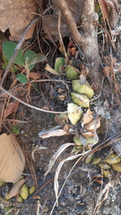 Oncidium graminifolium