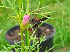 Isodontia exornata