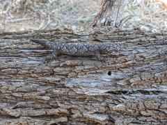 Strophurus intermedius