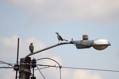 Mimus gilvus