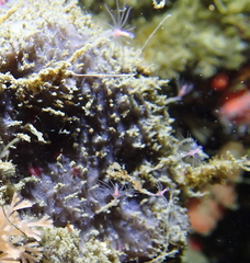 Ectopleura marina