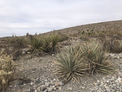Yucca baccata baccata