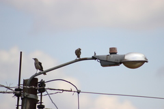 Mimus gilvus