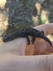 Strophurus intermedius