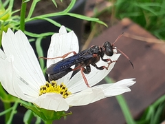 Isodontia exornata